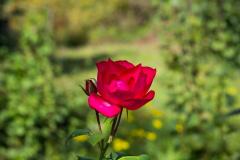 K1600_IMG_6839
